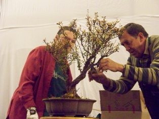GSBS Annual Bonsai Show 2010 exhibit #7, Great Swamp Bonsai Society Roseland New Jersey